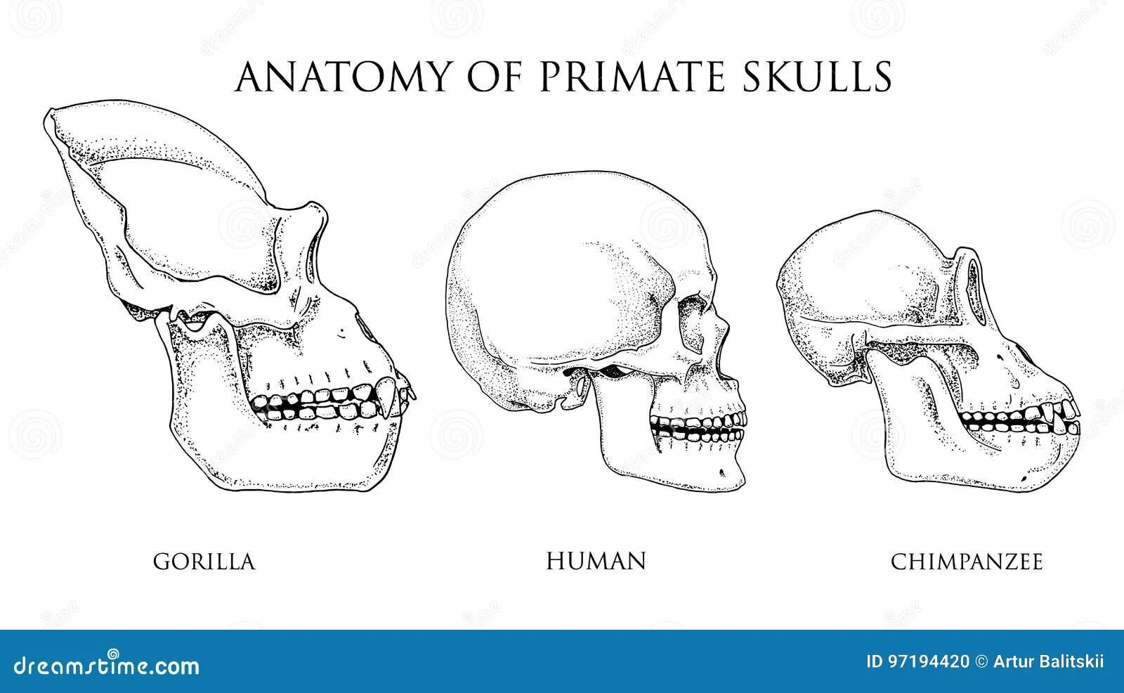 Мозг гориллы и человека. Строение черепа человека и человекообразной обезьяны. Строение черепа обезьяны. Чепер Обезьяныи человека.