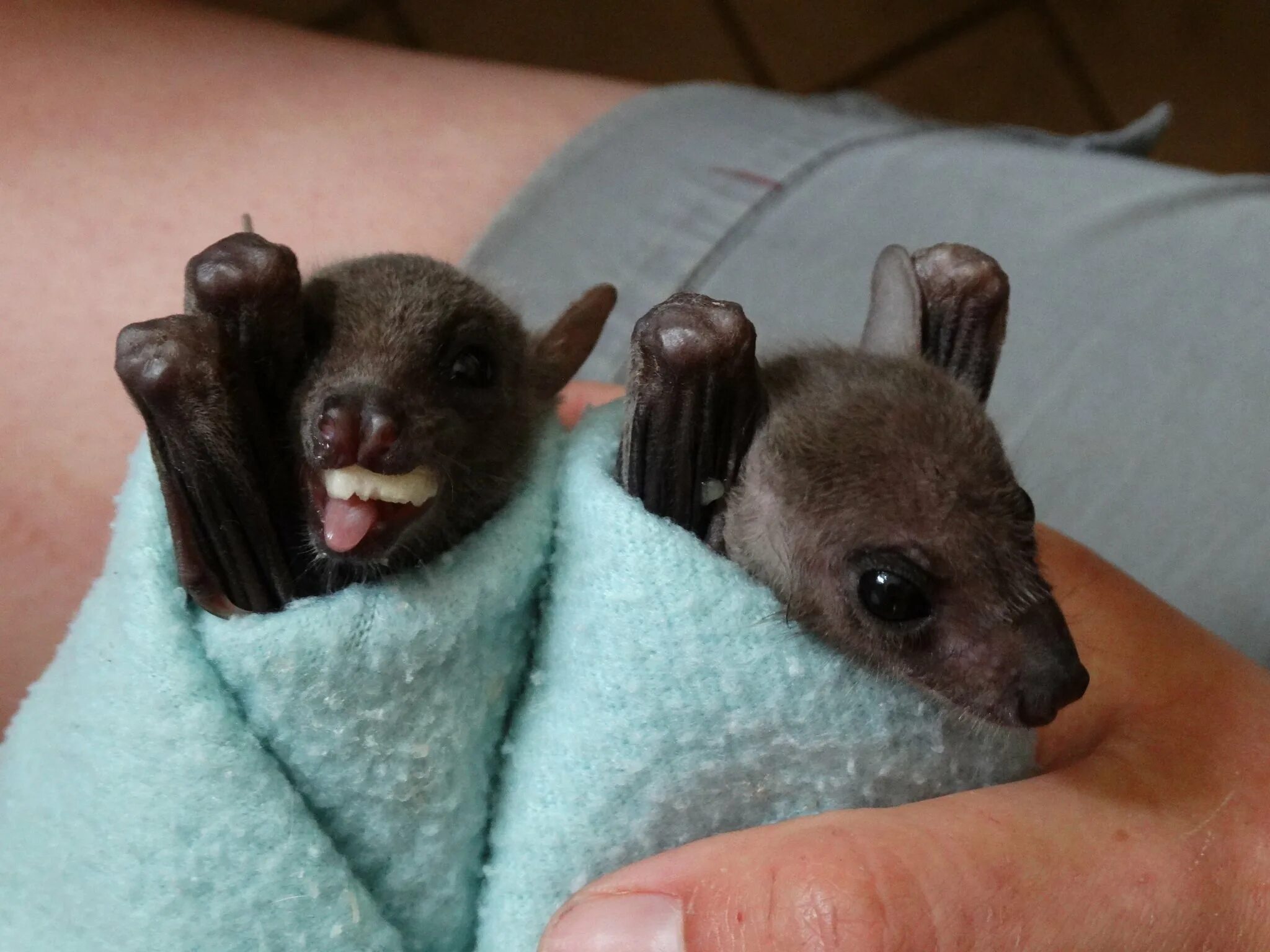 Размножение рукокрылых. Рукокрылые самка. Каким молоком лучше выкармливать летучих мышей. Летучая мышь домашняя маленькая. Летучая мышь домашняя маленькая.