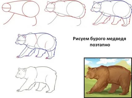 Рисуем медведя поэтапно