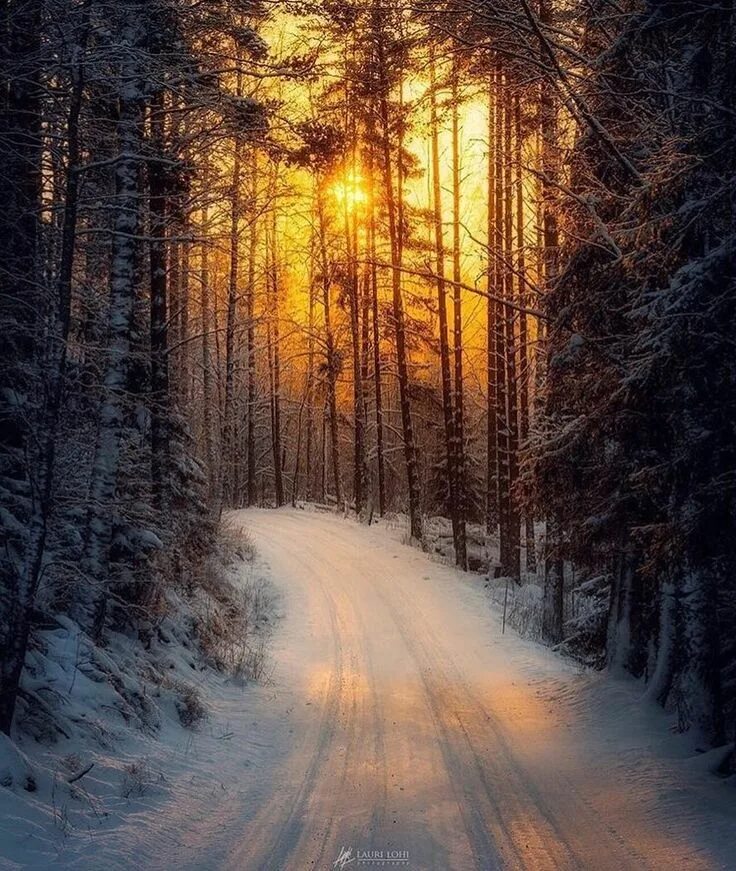 Зимний лес. Утро в лесу зимой. Сосна зимой. Зимой в лесу. Зимнее утро.