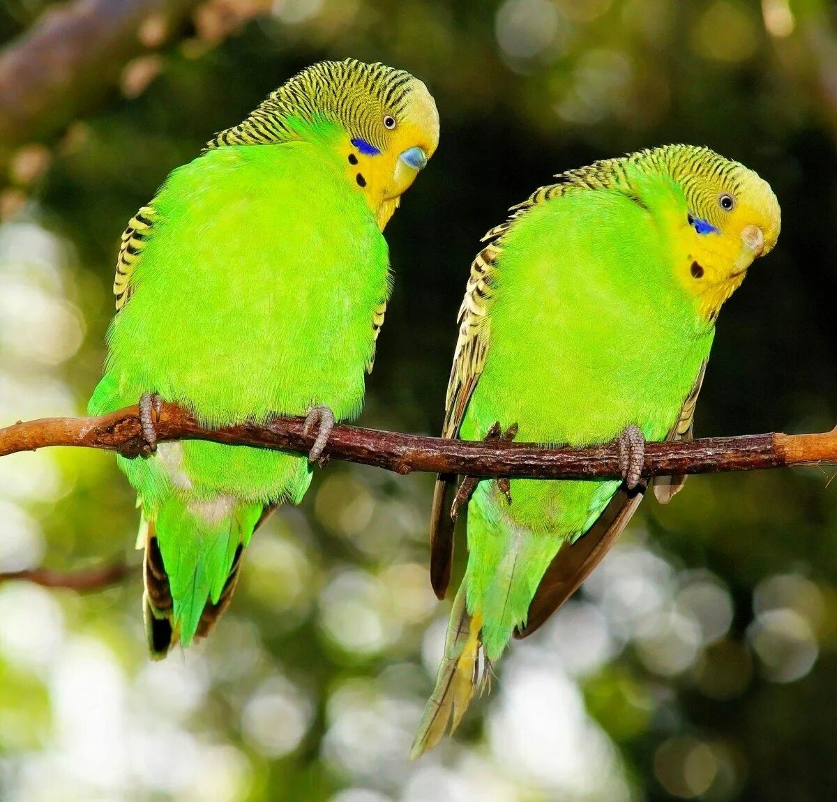 Волнистый попугайчик в Австралии. Волнистый попугайчик зеленый. Попугай зеленый волнистик. Желтоголовый волнистый попугай.