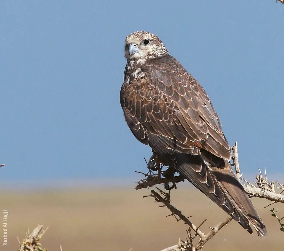 Степна́я пустельга́ falco naumanni. Коршун поволжья. Сокол дербник. Сокол волгоградская область. Ястреб курганник.
