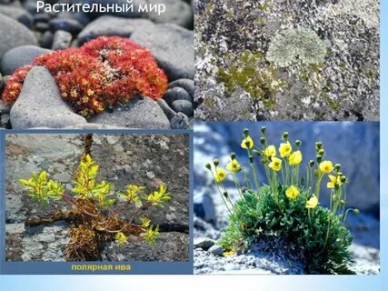 Какие растения растут в арктике