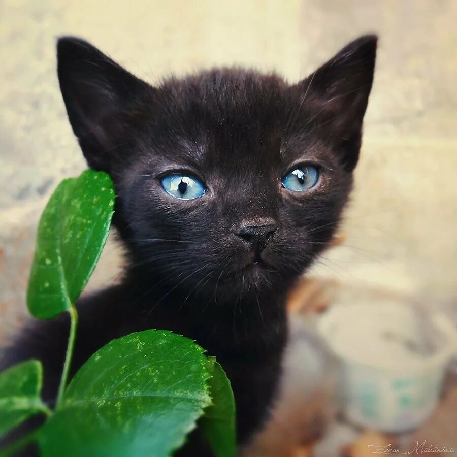Охос азулес черный. Охос азулес кошка с голубыми глазами черная. Порода кошки Охос азулес черный. Черный котенок. Черная глазая