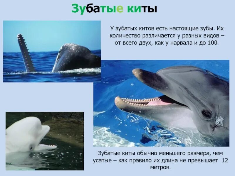 Формула зубов китообразных. Отряд китообразные (Cetacea). Отряд китообразные усатые киты. Отряд зубатые киты. Китообразные зубатые представители.