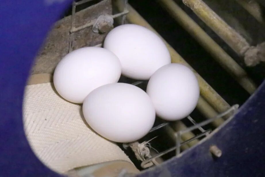 Мыть ли куриные яйца. Птицефабрика яйца. Сбор куриных яиц на птицефабрике. Инкубатор для яиц на птицефабрике. Senvich куриное яйцо.