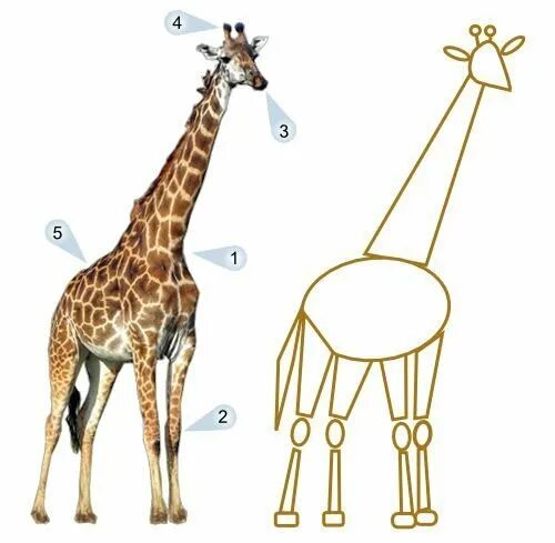 Жираф рисунок. Этапы рисования жирафа. Рисование жирафа с детьми. Уроки рисования для детей Жираф. На рисунке изображен жираф