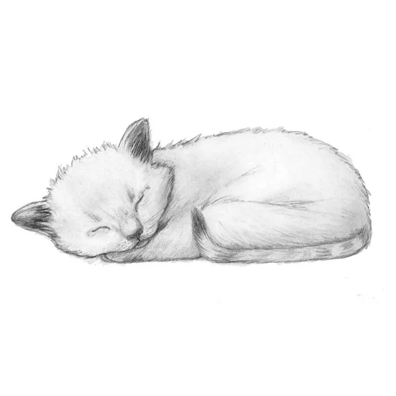 Как нарисовать лежащую кошку. Как нарисовать лежащую кошку