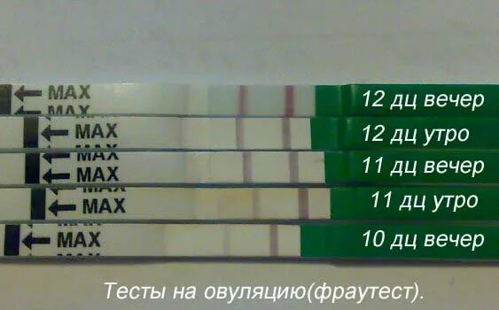 Тест на овуляцию утром. Тест на овуляцию утро вечер. Тест на овуляцию утром и вечером. Тест на овуляцию утром или вечером.