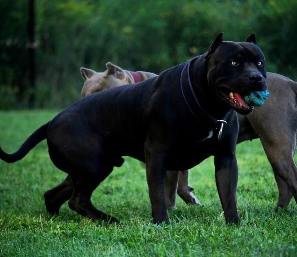 Мускулистая собака. Американский питбультерьер черный. Кане Корсо. Кане Корсо и питбуль. Кане Корсо и булли.