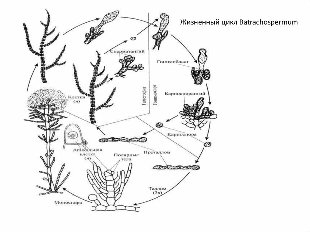 Схема красных и бурых водорослей. Цикл развития Батрахоспермума. Батрахоспермум водоросль жизненный цикл. Batrachospermum жизненный цикл. ЖЦ Батрахоспермума.