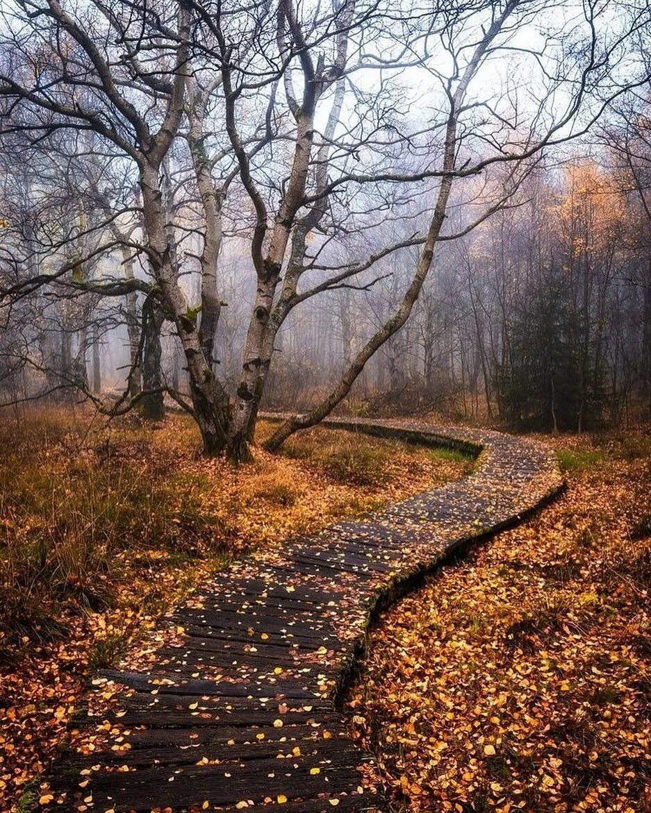 Картинки поздней. Поздняя осень. Конец осени. Пасмурная осень. Хмурая осень.