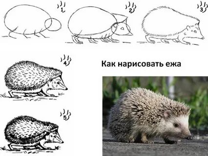 Рисуем ежа поэтапно