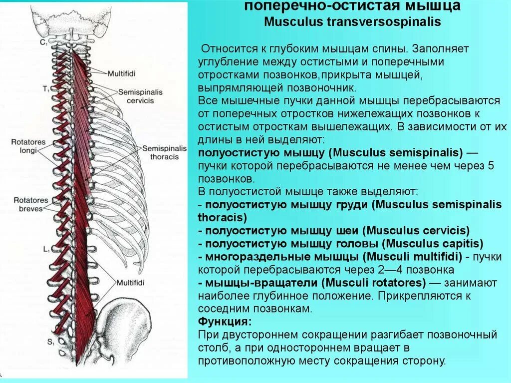 Функция поперечно-остистой мышцы спины:. Поперечно остистая мышца начало. Мышцы вращатели позвоночника анатомия. Остистая мышца грудной клетки. Паравертебральный отдел позвоночника