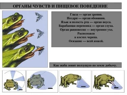 Органы чувств у организмов