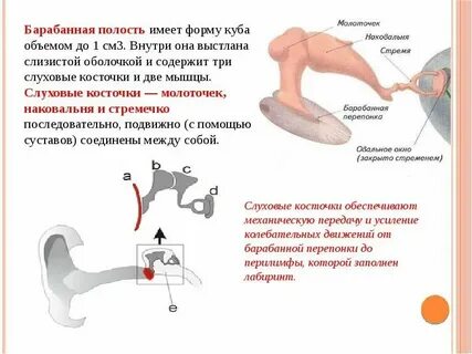 Как называются слуховые косточки