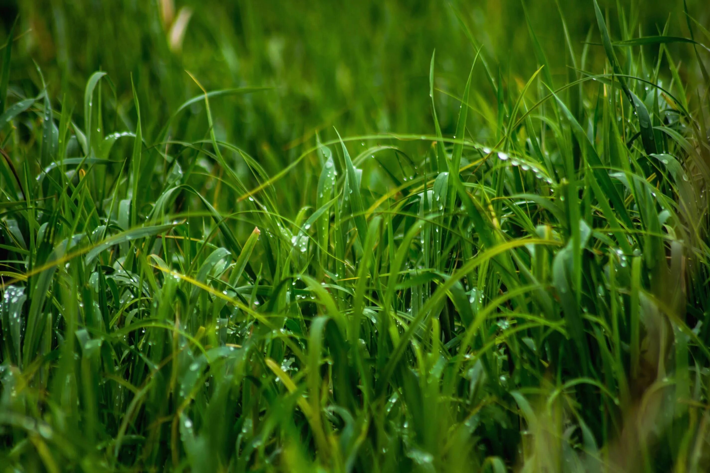 Покажите зелень. Трава. Зеленая трава. Природа зелень. Трава фото.