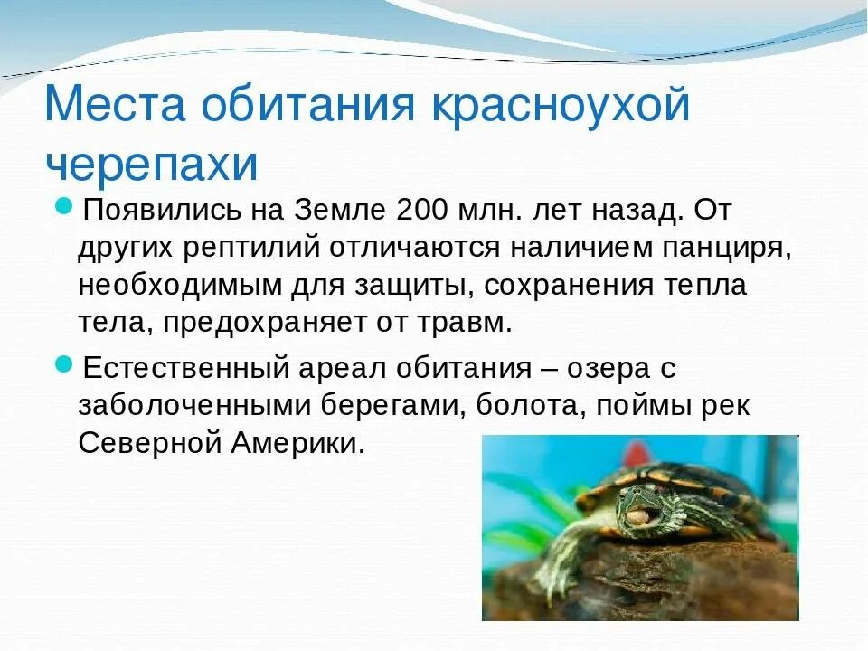 Черепаха приспособленность. Красноухая черепаха среда обитания. Место обитания красноухих черепах. Среда обитания красноухих черепах. Красноухая черепаха место обитания.