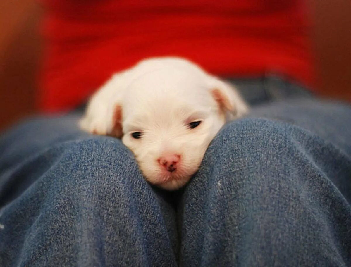 крошечный хороший. маленький зайчик. хомяк джунгарик альбинос. джек-рассел-терьер щенок. маленький котенок.