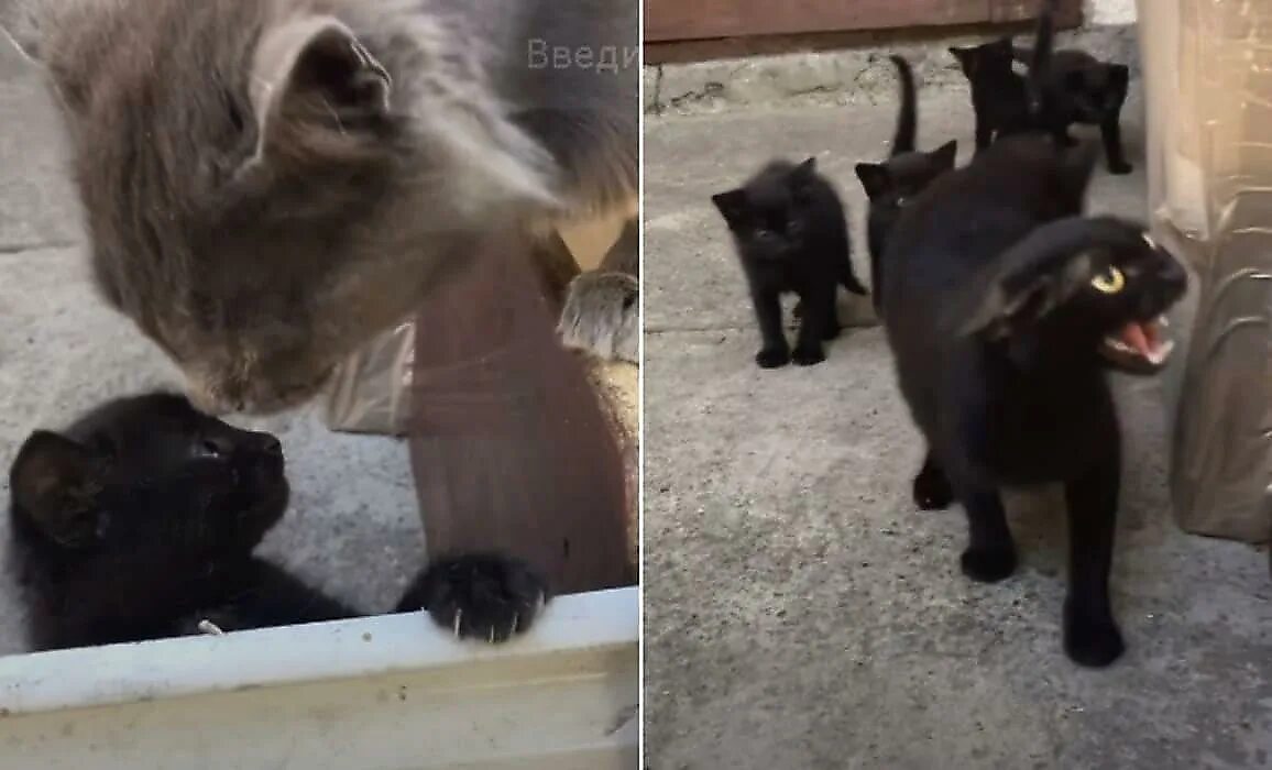 Нападение кота. Кошка защищает котят. Кот атакует. Котенок нападает.