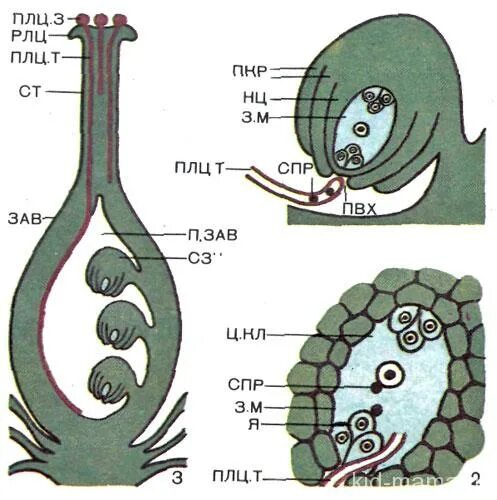 схема двойного оплодотворения у покрытосеменных растений. двойное оплодотворение у растений. строение двойного оплодотворения. схема двойного оплодотворения у покрытосеменных растений. схема оплодотворения у цветковых растений 6 класс.