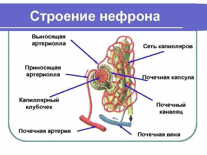 Строение почки капсула нефрона. Строение капиллярного клубочка нефрона. Строение нефрона почечная артерия. Схема строения нефрона. Схема строения нефрона почки.