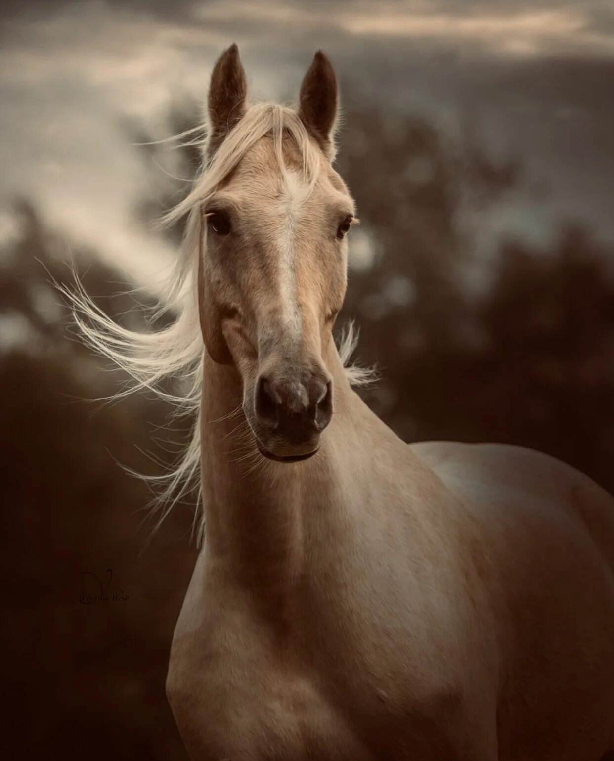 Кабуча. Хохлатый павиан. Хохлатый мангобей. Лама животное. Что такое кабуча на русском.