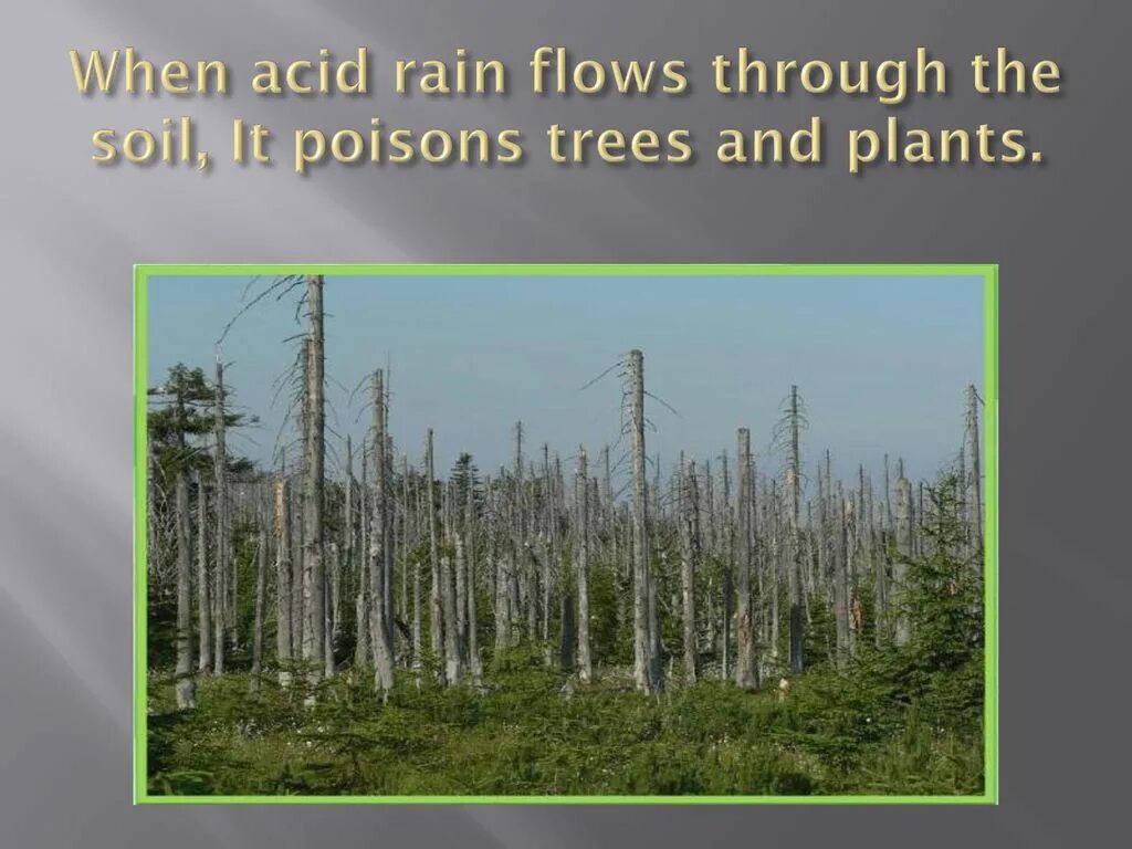 Acid rain trees and plants. Кислородные дожди последствие. Лес после кислотного дождя. Acid rain trees and plants. Кислотные дожди деревья.