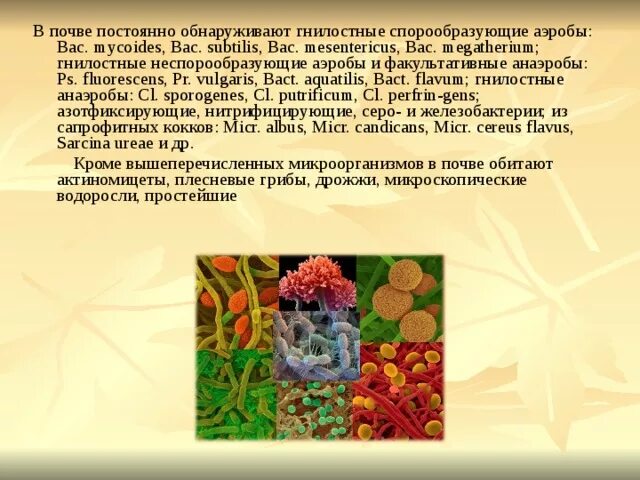 Гнилостные спорообразующие аэробы. Спорообразующие бактерии в почве. Гнилостные бактерии аэробы. Спорообразующая почва. К гнилостным бактериям относятся