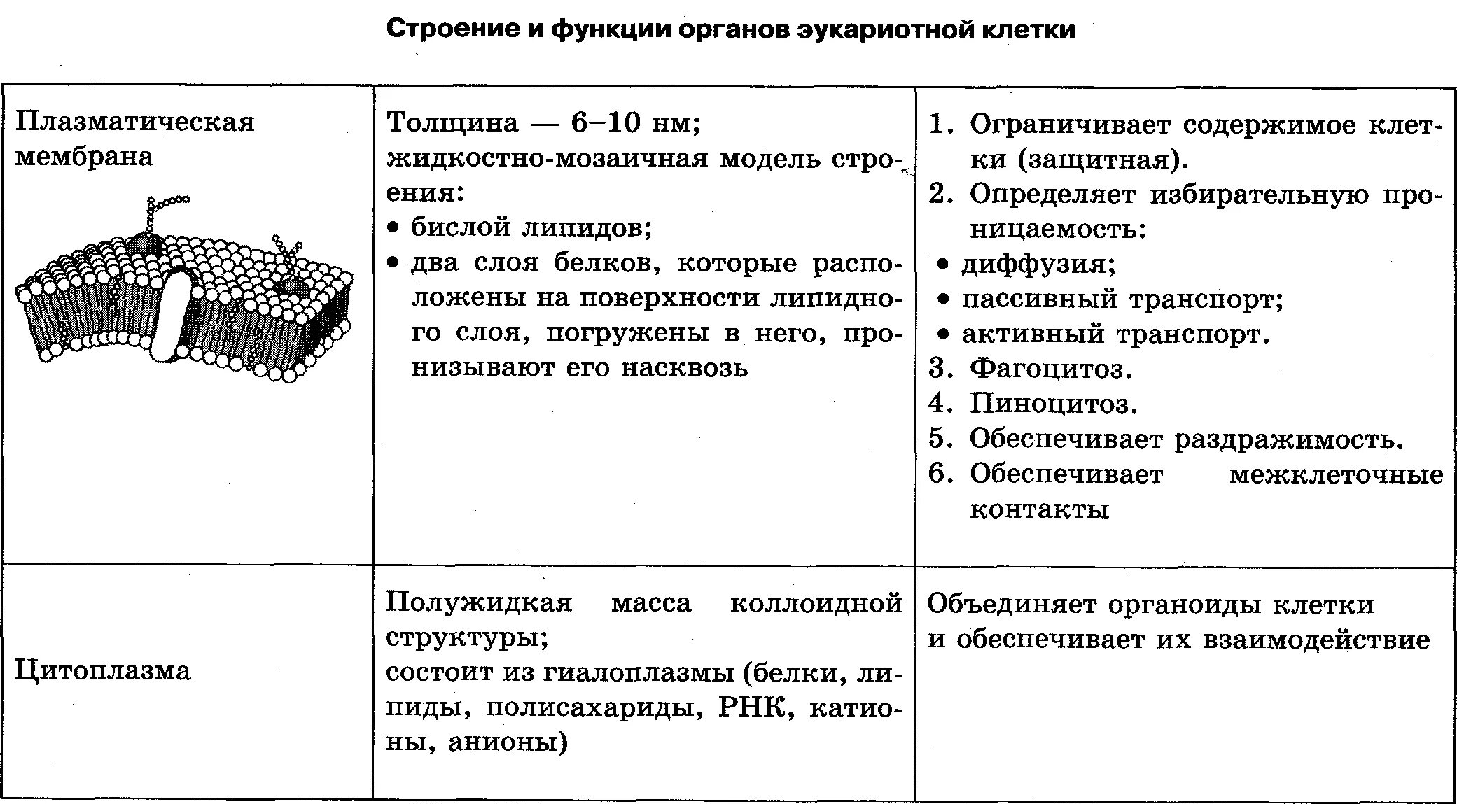 Таблица клеточные органоиды строение и функции. Строение эукариотической клетки таблица органоид строение функции. Структура клетки. Функции органелл клетки. Строение и функции органоидов эукариотической клетки таблица.