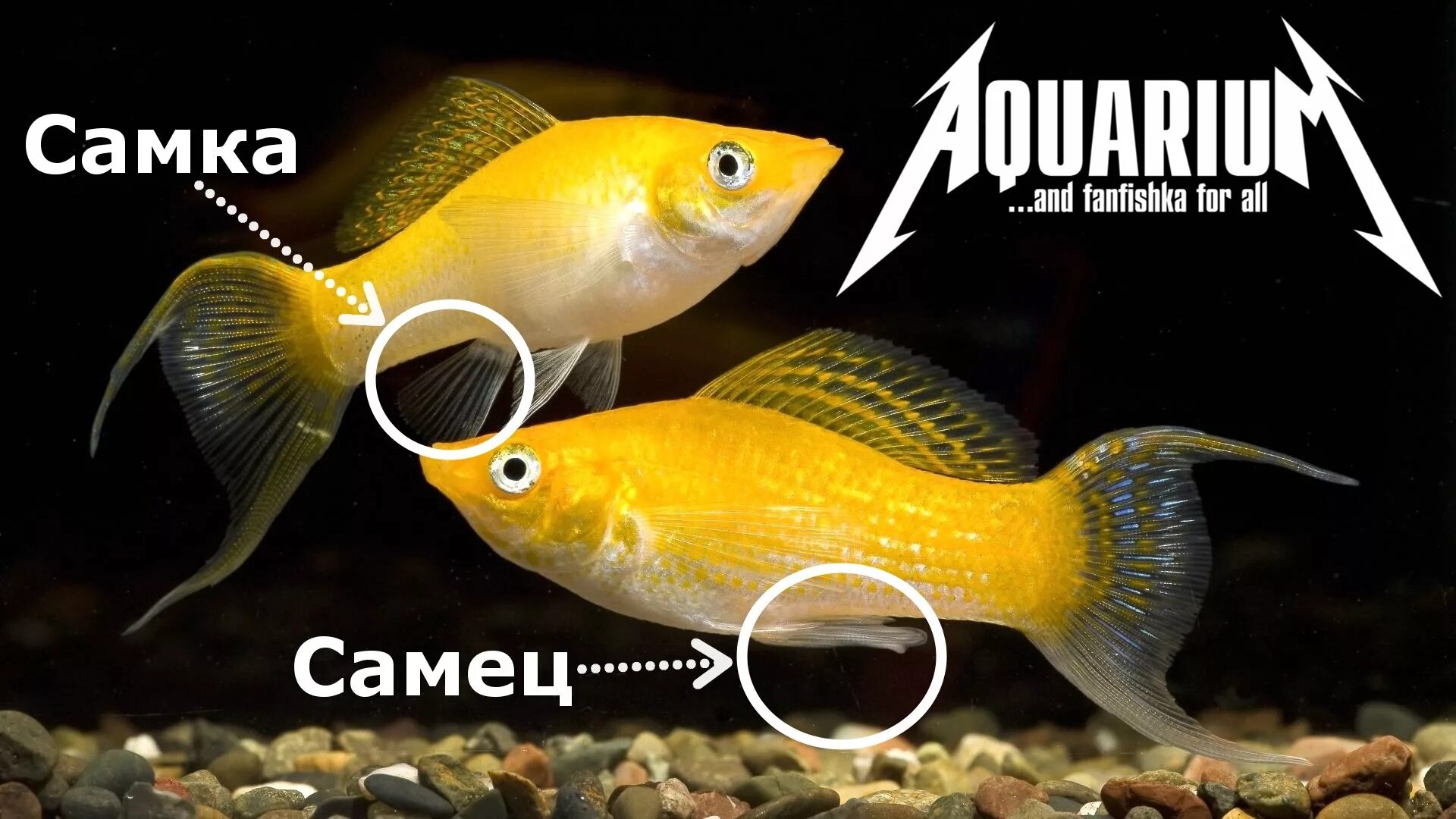 Как отличить рыбок самца от самки. Моллинезия аквариумная рыбка. Моллинезия рыба самка и самец. Моллинезия рыбка самец. Моллинезия чёрная самец и самка.