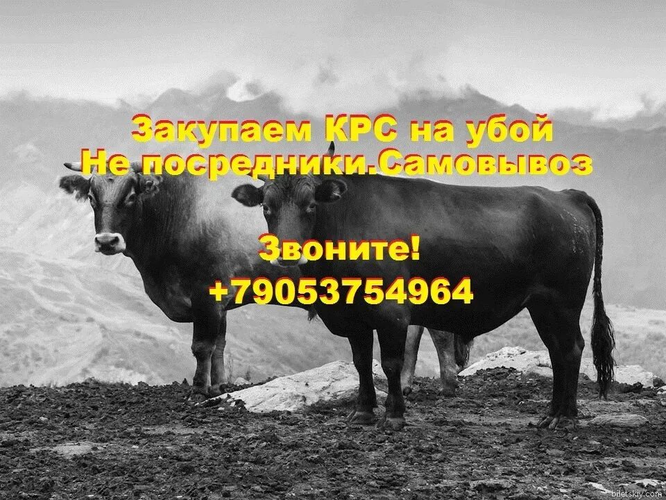 Загон для крс. Загон для телят. Скупщик скота 6. Выкуп крс. Скупщик скота 6.