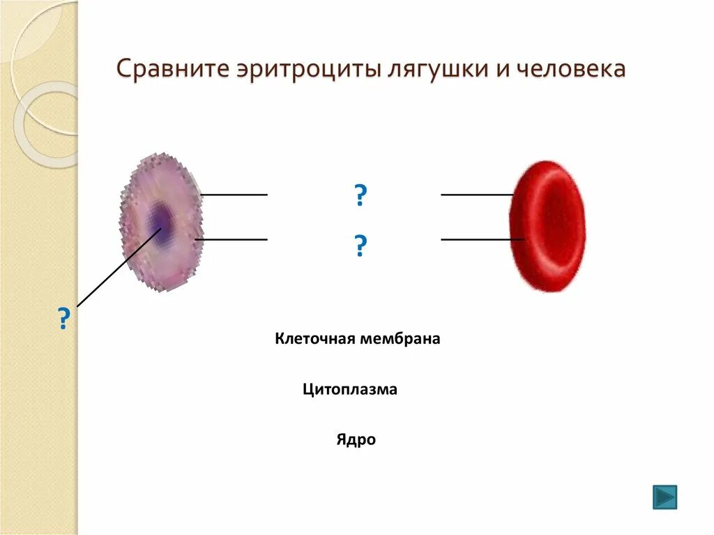 Строение эритроцита человека