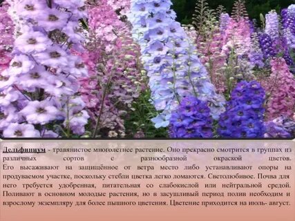 Значение цветов дельфиниум