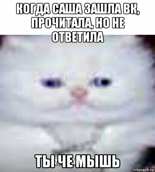 Ты че мышь. Слышь мышь. ты че мышь мем. vtv ns xj vsi.