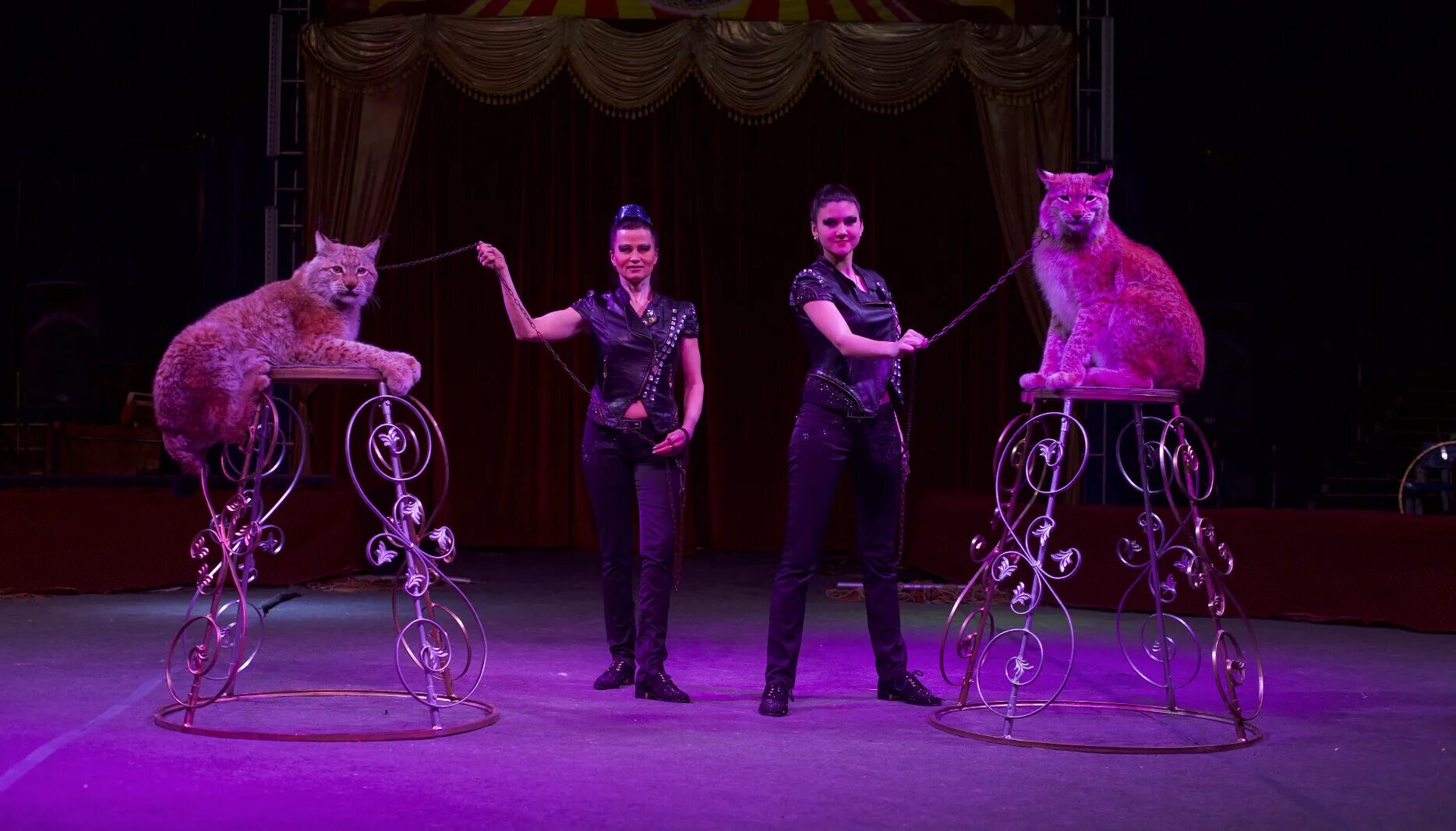 Цирк шапито пенза коллаж. Арена ягуар шапито. Цирк шапито арена ягуар. Цирк пенза 2021. Цирк бузулук 2022.