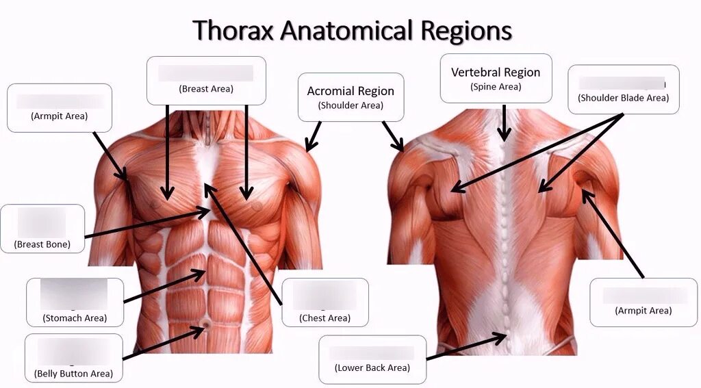 Back area. Chest area. Chest Anatomy. Region of the Chest. Parts of Chest.