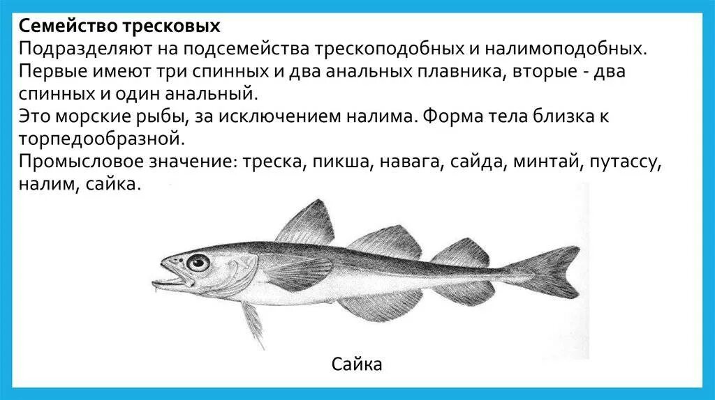 Тихоокеанский голубой тунец. Макруровидная форма тела рыб. Никольскому, 1974) :. Жизненные формы рыб по г в никольскому. Лентовидная форма тела рыб.
