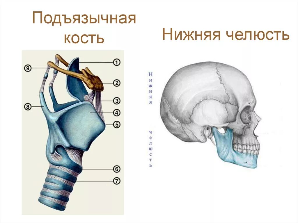 Где находится подъязычная кость. Подъязычная кость черепа анатомия. подъязычная кость анатомия строение. строение черепа подъязычная кость. подъязычная кость в черепе человека.