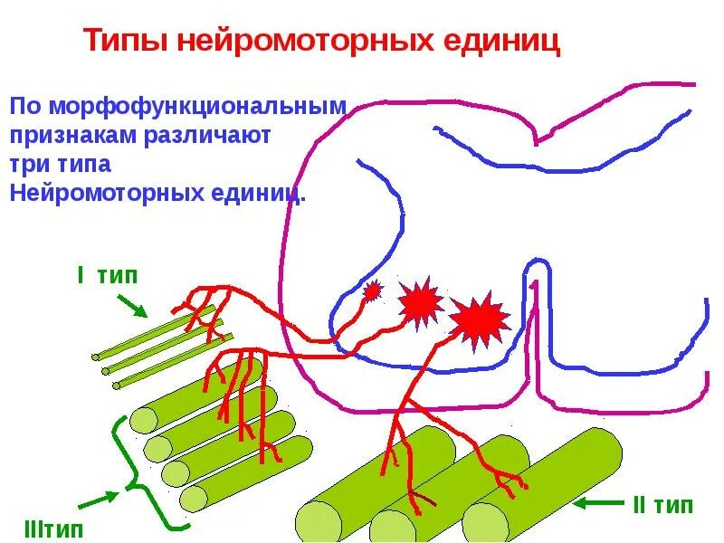 Виды нейромоторных единиц. Тонические нейромоторные единицы. Понятие о нейромоторных единицах. Нейромоторные единицы. Схема двигательной единицы.