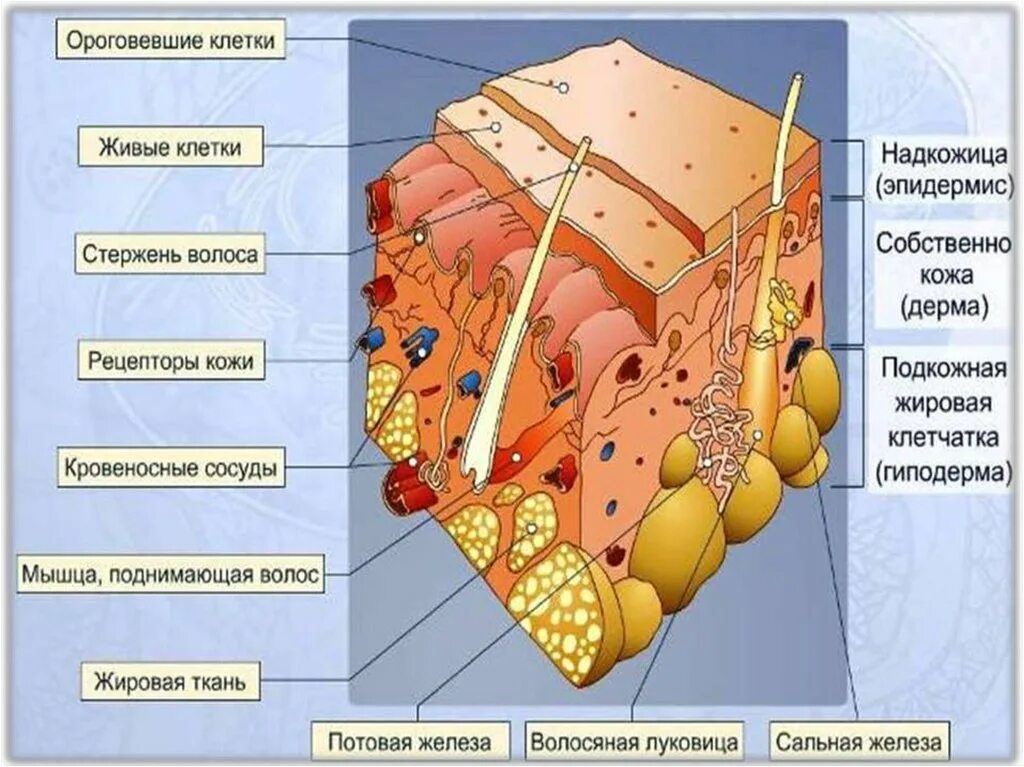 Послойное строение кожи. Слой 1) эпидермис 2) дерма 3) гиподерма. Строение кожи эпидермис дерма. Клетки эпидермиса кожи человека.
