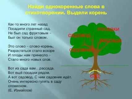 Корень став