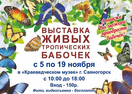 Бабочки в эль рио самара