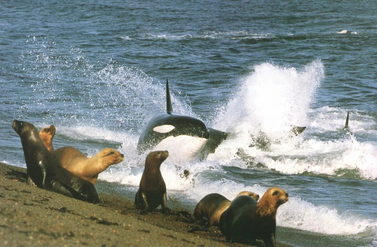 Морж Дельфин морской Лев Касатка. Касатка кит тюлени. Камчатка касатки морские котики. Касатка на охоте.