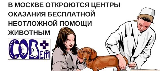 Экстренная помощь животным