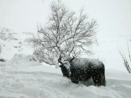 Снег яки
