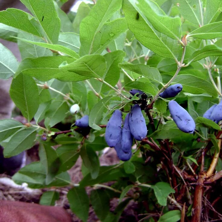 Жимолость голубое веретено отзывы фото. Жимолость голубая (Lonicera caerulea). Lonicera kamtschatica. Жимолость henryi. Жимолость Lonicera.