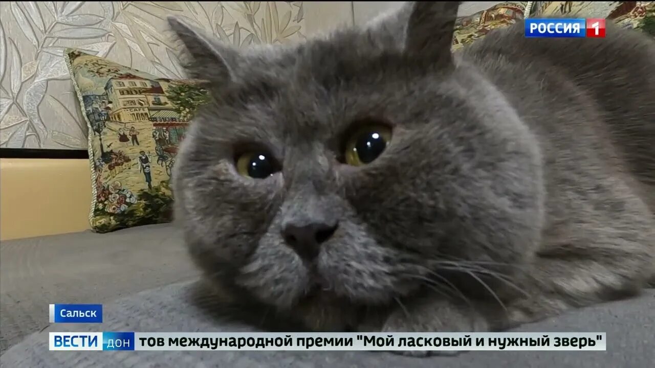 Кот Федя и прочий кошачий шоу-бизнес России ЗАПИСКИ DOOMЕРА Дзен