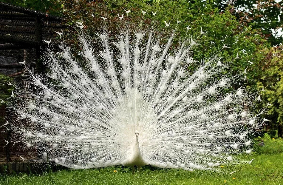 павлин павлиний хвост. павлин распушил хвост. императорский павлин. павлин петрински. черноплечий павлин.