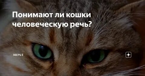 Понимают ли животные речь